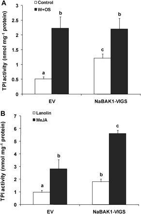 NaBAK1-silenced plants have increased levels of basal and MeJA-induced TPI activity. Leaves from EV and NaBAK1-VIGS plants were left untreated (control) or wounded with a pattern wheel and 20 μl of M. sexta oral secretions (OS) were immediately applied to each leaf (W+OS). Samples were harvested 3 d after treatment. TPI activity (±SE) (A) was determined. Each EV and NaBAK1-VIGS plants was treated with 20 μl of lanolin paste or lanolin paste containing MeJA (7.5 μg μl−1). After 3 d, samples were harvested, and TPI activity (±SE) (B) was analysed. Error bars represent standard errors; different letters indicate significant differences (two-way ANOVA, Fisher's PLSD test; P <0.05; n=5).