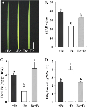 Effects of Fe deficiency and resupply on rice seedlings. Three-week-old seedlings were transferred to Fe-depleted (–Fe) nutrient solution for 5 d. The –Fe treatment caused leaf chlorosis (A) Bar=3 cm), decreased SPAD value (B), decreased total Fe content (C), and increased root ethylene production (D). Two days after Fe was resupplied (Re+Fe) to the seedlings, all the above changes were reversed (A–D). Values are the means ±standard error of three replicates. Points with different letters are significantly different at P <0.05 (LSD test, P <0.05). (This figure is available in colour at JXB online.)
