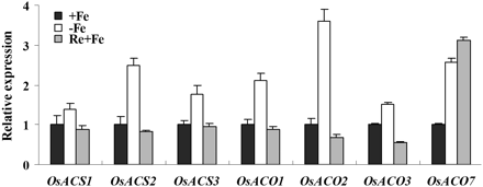 Effect of Fe deficiency and resupply on expression of ethylene biosynthesis enzymes. Three-week-old seedlings were transferred to Fe-depleted (–Fe) nutrient solution for 5 d and were resupplied with Fe for 2 d. After treatment, total root RNA was extracted and used to synthesize cDNA. qRT-PCR was performed using gene-specific primers. Values are the means ±standard error of three replicates.
