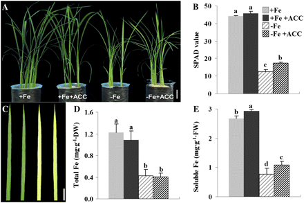 Physiological responses of rice seedlings to ACC treatment under both Fe-sufficient and -deficient conditions. Three-week-old seedlings were transferred to +Fe and –Fe nutrient solution with or without 1 μM ACC for 10 d. (A–E) Growth performance, SPAD values, leaf chlorosis phenotypes, and total and soluble Fe concentrations, respectively. Bar=5 cm (A) and 3 cm (C). Values are the means ±standard error of three replicates. Points with different letters are significantly different at P <0.05 (LSD test, P <0.05).
