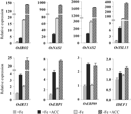 Regulation of OsIRO2, OsNAS1, OsNAS2, OsYSL15, OsIRT1, OsEBP1, OsEBP89, and OsIDEF1 expression by Fe deficiency and precursors of ethylene synthesis in rice seedlings. Three-week-old seedlings were transferred to +Fe and –Fe nutrient solution incubated with or without 1 μM ACC for 5 d. After treatment, total root RNA was extracted and used to synthesize cDNA. qRT-PCR was performed using gene-specific primers. Values are the means ±standard error of three replicates.