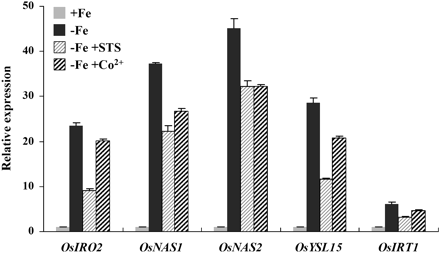 Effect of ethylene inhibitors on the expression of Fe-deficiency responsive genes. Three-week-old seedlings were transferred to +Fe and –Fe nutrient solution for 5 d. Some of the –Fe plants were treated with 50 μM STS or 50 μM CoCl2. After treatment, total root RNA was extracted and used to synthesize cDNA. qRT-PCR was performed using gene-specific primers of OsIRO2, OsNAS1, OsNAS2, OsYSL15, and OsIRT1. Values are the means ±standard error of three replicates.