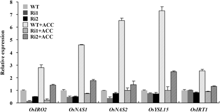 Expression analysis of OsIRO2, OsNAS1, OsNAS2, OsYSL15, and OsIRT1 in OsIRO2 RNAi plants. Three-week-old seedlings were transferred to -Fe nutrient solution with or without 1 μM ACC for 5 d. After treatment, total root RNA was extracted and used to synthesize cDNA. qRT-PCR was performed using gene-specific primers. Values are the means ±standard error of three replicates.