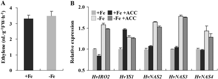 Effect of Fe deficiency on ethylene production (A) and the expression of –Fe responsive genes (B) in barley. Five-day-old seedlings were transferred to +Fe and –Fe nutrient solution with 1 μM ACC for 1 week. After treatment, roots were sampled for ethylene measurements and RNA extraction. qRT-PCR was performed using gene-specific primers. Values are the means ±standard error of three replicates.