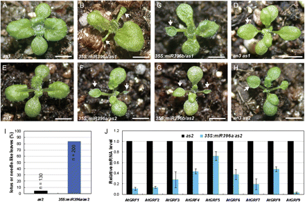 miR396-targeted AtGRF transcription factors are required for establishment of leaf polarity. (A–H) Morphological observations of the as1 (A), 35S:miR396a/as1 (B), 35S:miR396b/as1 (C), an3 as1 (D), as2 (E), 35S:miR396a/as2 (F), 35S:miR396b/as2 (G), and an3 as2 (H) plants. Arrowheads in B–D and F–H indicate the lotus- or needle-like leaves. (I) Lotus- or needle-like leaves were present more frequently in 35S:miR396a/as2 plants than in the as2 mutant. The first pair of rosette leaves was analysed for the presence of lotus- or needle-like leaves. n, numbers of plants analysed; (J) qRT-PCR to analyse the transcription levels of AtGRF gens in 14-day-old seedlings of as2 and 35S:miR396a/as2 plants. Bars=1 cm in A–H.