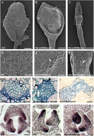Enhanced adaxial–abaxial defects of leaf polarity by transgenic miR396 overexpression in the as2 mutant. (A–C) Comparison of the first rosette leaf of as2 (A) with the lotus-like (B) and needle-like (C) leaves of 35S:miR396a/as2. (D–F) Epidermal cells on the adaxial surface of as2 (D), 35S:miR396a/as2 lotus-like (E) and needle-like (F) leaves. Arrowheads in E and F indicate the long and narrow abaxialized-featured epidermal cells. (G–I) Transverse sections through the blade–petiole junction region showed vascular patterns of leaves in as2 (G), 35S:miR396a/as2 lotus-like (H) and needle-like (I) leaves. Arrows and arrowheads in G and H show xylem and phloem, respectively. (J–L) In situ hybridization to analyse the FIL transcripts in Col (J), as2 (K), and 35S:miR396a/as2 (L) seedlings. The arrowhead in L indicates the leaf primordium uniformly expressing FIL. Bars=1 mm in A, 500 μm in B and C, 50 μm in D and G–I, and 100 μm in E, F, and J–L.