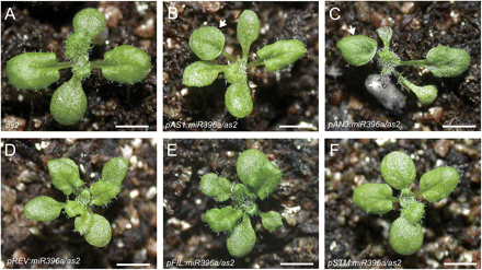 Effects on establishment of leaf polarity of miR396 misexpression in the as2 mutant. (A–F) Morphology of the 16-day-old seedlings of as2 (A) and as2 expressing pAS1:miR396a (B), pAN3:miR396a (C), pREV:miR396a (D), pFIL:miR396a (E), and pSTM:miR396a (F). Bars=1 cm in A–F. (This figure is available in colour at JXB online.)