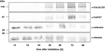 Time course of lipid body-associated proteins during germination of cucumber. Proteins were prepared from isolated lipid bodies of cotyledons harvested at the time points indicated, separated by SDS–PAGE, and analysed by western blotting using anti-CsLbLOX, anti-CsPAT, anti-caleosin, and anti-oleosin antiserum.