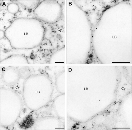 Intracellular localization of CsLbLOX and CsPAT. Transmission electron microscope images of cotyledons from 72 h germinated etiolated seedlings. Immunogold labelling with antibodies against CsLbLOX (A, B) and CsPAT (C, D) with significant localization of the 5 nm gold particles at the membrane of the lipid bodies. Cy, cytoplasm; LB, lipid body. Scale bars represent 200 μm.