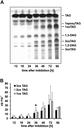 TLC analysis of neutral lipids of isolated lipid bodies during germination. Lipid extracts of lipid bodies were fractionated by Strata SI-1 silica columns. Neutral lipids were separated by TLC, visualized in aqueous CuSO4 with subsequent heating, and identified by co-migration of standards as indicated in the Materials and methods. Oxygenated TAG species were quantified by 2D densitometry. (A) TLC of neutral lipids. (B) Content of oxygenated TAG species during germination. The amount is given in μg mg−1 lipid body fresh weight. Data shown are the means of three independent experiments. At the 96 h time point, data from one experiment are available. The standard deviation is given. TAG, triacylglycerol; DAG, diacylglycerol; 3oxTAG, trihydro(pero)xy derivative of TAG; 2oxTAG, dihydro(pero)xy derivative of TAG; 1oxTAG, monohydro(pero)xy derivative of TAG; 1epoxyTAG, monoepoxy derivative of TAG. *P=0.012, 0.049, and 0.001 by Student's t-test.