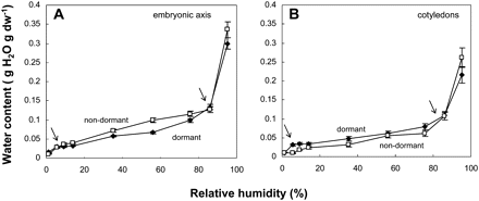 Water sorption isotherms measured at 15 °C of axes (A) and cotyledons (B) excised from dormant and non-dormant embryos. Arrows within graphs indicate limits of regions of water binding (see text). Mean ±standard deviation of three measurements each of 15 organs.