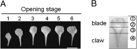 Profiles of petals detached from flowers at the respective opening stages (A) and separation of a petal into four different parts (B). Scale bar=2 cm.