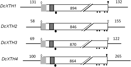 Structures of four XTH cDNAs cloned from petals of opening carnation flowers. Light shaded rectangle, signal peptide; dark shaded rectangle, active site motif; filled circles, cysteine residues; filled ellipsoid, N-glycosylation site; open diamond, ATG start codon; inverted open triangle, TGA stop codon; light shaded inverted triangle, TAG stop codon.