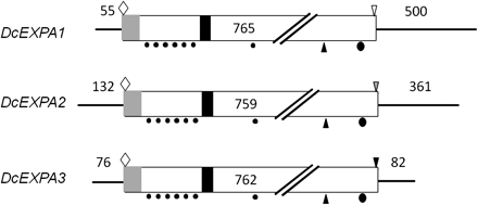 Structures of three expansin cDNAs cloned from petals of opening carnation flowers. Light shaded rectangle, signal peptide; dark shaded rectangle, active site motif; filled circles, cysteine residues; filled ellipsoid, tryptophan residue; open diamond, ATG start codon; inverted open triangle, TGA stop codon; dark shaded inverted triangle, TAG stop codon; light shaded inverted triangle, TAA stop codon.