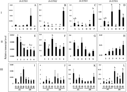 Comparison of transcript levels of DcXTH1–DcXTH4 genes among different tissues (I: A–D), and their changes in whole petals at each stage (II: E–H) and in different parts of petals (III: I–L) during flower opening. The six flower opening stages were defined as: stage 1, petals just emerged from buds; stage 2, petals elongated vertically; stage 3, petal clusters expanded; stage 4, outer petals start to bend outward; stage 5, outer petals are bent outward; stage 6, fully open flower with outer petals at right angles to the stem. Relative transcript levels are calculated by real-time RT-PCR with DcACT1 as a standard. Data are means ±SE of three independent samples, each prepared by mixing 10 outermost petals detached from five separate flowers at the respective stages. Significant difference (P <0.05) detected by Tukey's multiple range test is shown by different letters above the bars, only where there was a significant difference among determinations in each panel. S, stem; L, leaf; C, calyx; O, ovary; Sl, style+stigma; P, petal.