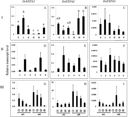 Comparison of transcript levels of DcEXPA1–DcEXPA3 genes among different tissues (I: A–C), and their changes in whole petals at each stage (II: D–F) and in different parts of petals (III: G–I) during flower opening. The procedures are the same as described in the legend to Fig. 4.