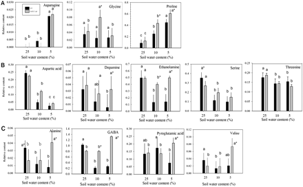 Relative amino acid and amino acid derivative content based on comparison with ribitol as an internal standard and total area of peaks within a given treatment generally (A) increased (B), reduced, or (C) oppositely accumulated in leaves of null transformant (NT) and SAG12-ipt transgenic creeping bentgrass in response to drought stress. Vertical bars indicate the SEM. Different letters indicate significant differences due to soil water content (% SWC) within a plant type, and asterisks indicate significant differences at a given level of SWC between plant types (P ≤ 0.05). Note the y-axis scaling differences for ease of comparison among treatments of a given metabolite.