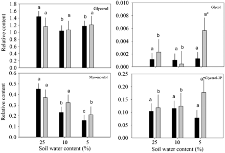 Relative content of organic alcohols based on comparison with ribitol as an internal standard and total area of peaks within a given treatment in response to drought stress in leaves of null transformant (NT) and SAG12-ipt transgenic creeping bentgrass leaves. Vertical bars indicate the SEM. Different letters indicate significant differences due to soil water content (% SWC) within a plant type, and asterisks indicate significant differences at a given level of SWC between plant types (P ≤ 0.05). Note the y-axis scaling differences for ease of comparison among treatments of a given metabolite.