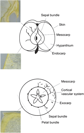 Graphic representation of the different sections considered in the study. The schematic view of the apple anatomy is reconstructed from Trentham (2008) and Tukey and Young (1942). The pericarp is the fruit wall developed from the ovary; it can be subdivided into endocarp, mesocarp, and exocarp. (This figure is available in colour at JXB online.)
