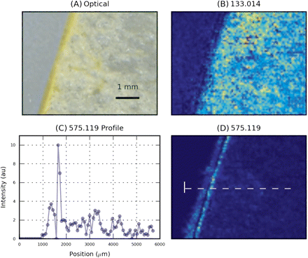 Spatial distribution of some metabolites known to be present in apples. MS images have been acquired with a raster step of 100 μm. (A) Optical image. (B) Image reconstructed from XIC at m/z 133.014, identified as malic acid. (C) Intensity profile of m/z 575.119 along the dotted line. (D) Image reconstructed from XIC at m/z 575.119, identified as a procyanidin-related ion. (This figure is available in colour at JXB online.)