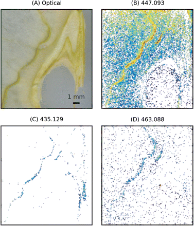 Spatial distribution of flavonoid glycosides (Table 1) in apple pericarp. The intensities were calculated as the logarithm of the normalized ion trace. MS images have been acquired with a raster step of 150 μm. (A) Optical image. (B) Image reconstructed from XIC at m/z 447.093. This mass can be assigned either to quercetin-rhamnoside or to kaempferol-6S. (C) Image reconstructed from XIC at 435.129 (phloretin-6S). (D) Image reconstructed from XIC at 463.088 (quercetin-6S). (This figure is available in colour at JXB online.)