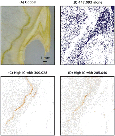 Results of the ICA on the ion at m/z 447.093. (A) Optical image. MS images have been acquired with a raster step of 150 μm. (B) Mask showing the distribution of the ion at m/z 447.093 not correlated with m/z 300.028 or m/z 285.040. (C and D) Images reconstructed from the pixels showing positive IC factors between m/z 447.093/300.028 (C) and m/z 447.093/300.028 (D). (This figure is available in colour at JXB online.)