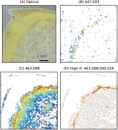 MS imaging of the oblique section of the skin region. MS images have been acquired with a raster step of 75 μm. (A) Optical image. (B and C) Images reconstructed from XIC at m/z 447.093 (assigned to quercetin-rhamnoside) and m/z 463.088 (assigned to quercetin-6S). Logarithmic scaling. (D) Images reconstructed from the pixels showing positive intensity correlation between m/z 463.088 and m/z 300.028. (This figure is available in colour at JXB online.)
