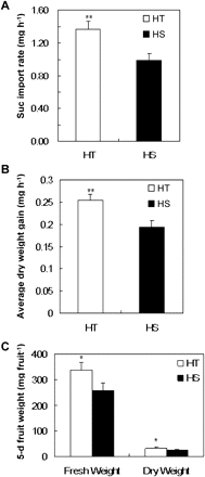 Rates of sucrose (suc) import into young fruits and the corresponding fruit biomass gain. (A) Sucrose import rates from pedicels into 5–6-day fruits of HT and HS lines. (B) Average dry-weight gains of 5–6-day fruits of HT and HS lines. (C) Five-day fruit fresh and dry weights. Each value is the mean ± SE from 10 biological replicates. An asterisk indicates a significant difference (Student’s t test, *P < 0.05; **P < 0.01).