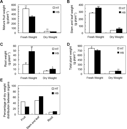 Whole-plant biomass partitioning in HT and HS lines. Fresh and dry (biomass) weights were measured for fruits (A), stems plus leaves (B), and roots (C) at fruit maturity from HT and HS lines. (D) Whole-plant weight from HT and HS lines. (E) Percentage of biomass in fruit and vegetative organs at maturity. Each value is the mean ± SE from eight biological replicates. An asterisk indicates a significant difference (Student’s t test, *P < 0.05; **P < 0.01).