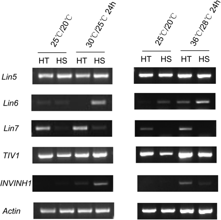 RT-PCR analysis of the expression profiles of INV genes from 5-day fruits of HT and HS lines at the control temperature (25/20 °C, day/night) and after 24-h mild (30/25 °C, day/night) or strong (36/28 °C, day/night) heat stress. For mild heat stress, all genes were amplified by 30 cycles. For strong heat stress, Lin5 and TIV1 were amplified by 25 cycles; Lin6, Lin7, and INVINH1 were amplified by 30 cycles. The reference gene, Actin, was amplified by 28 cycles.