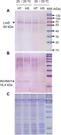 Western blot analyses of 5-day fruit from HT and HS lines at the control temperature (25/20 °C, day/night) and after 24-h mild heat stress (30/25 °C, day/night). (A) Protein gel blot analysis of CWIN, Lin5. Arrowhead indicates position of Lin5 at 64 kDa. (B) Protein gel blot analysis of invertase inhibitor, INVINH1. Note, a band at the predicted size of 16.4 kDa for INVINH1 (arrowhead) was evident at the control temperature for both lines but became hardly detectable at mild heat stress. (C) Coomassie blue stain of SDS/PAGE gel of cell wall protein of 5-day fruit from the HT and HS lines. The far-right lane is a molecular-mass-marker lane.