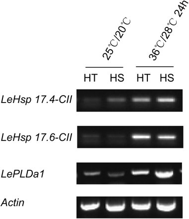 RT-PCR analysis of expression levels of two sHSP genes and one senescence gene (LePLDa1) of 5-day fruit from HT and HS lines exposed to the control temperature (25/20 °C, day/night) and after 24-h strong heat stress (36/28 °C, day/night). The sHSP genes, LeHsp 17.4-CII and LeHsp 17.6-CII, were amplified by 30 cycles and the senescence gene, LePLDa1, was amplified by 25 cycles. The reference gene, Actin, was amplified at 30 cycles.