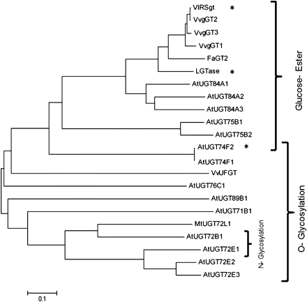 Phylogenetic relationship of three VvgGTs cloned from Vitis vinifera with 19 other functionally characterized glucosyltransferases from several other plant species (MtUGT72L1 (ACC38470) in Pang et al. (2008), VlRSgt (ABH03018) in Hall and De Luca (2007), LGTase (Q9MB73) in Kita et al. (2000), FaGT2 (AAU09443) in Lukenbein et al. (2006), VvUFGT (AAB81682) in Ford et al. (1998), AtUGT84A1 (Z97339), AtUGT75B2 (AC005106), AtUGT75B1 (AC005106), AtUGT74F1 (AC002333), AtUGT74F2 (AC002333), AtUGT78D2 (AL391141), AtUGT71C1 (AC005496), AtUGT71C4 (AC067971), AtUGT71B1 (AB025634), AtUGT72B1 (AC067971), AtUGT73B3 (AL161584), AtUGT73B4 (AC006248), AtUGT89B1 (AC016662), and AtUGT89A2 (AL162751) in Lim et al. (2002), AtUGT72E2 (AB018119), AtUGT72E3 (AF077407), AtUGT84A2 (AB019232) and AtUGT84A3 (Z97339) in Lim et al. (2001), AtUGT72E1 (AL049862) in Lim et al. (2005), AtUGT76C1 (AB017060) in Hou et al. (2004). The dendrogram was created using the Neighbor–Joining method in the MEGA4 package. Lengths of lines indicate the relative distance between nodes. Asterisks indicate O-glucosylation activity of the enzyme despite being clustered with glucose-ester forming enzymes.