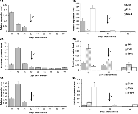 Quantitative real-time PCR expression, normalized with the expression of EF1α, of VvgGT1 (1), VvgGT2 (2), VvgGT3 (3) during berry pericarp development (1A, 2A, 3A) and at three development stages in different grape berry tissues (1B, 2B, 3B). Véraison (V) is marked with arrows. All data are means of three replicates, with error bar indicating SD.