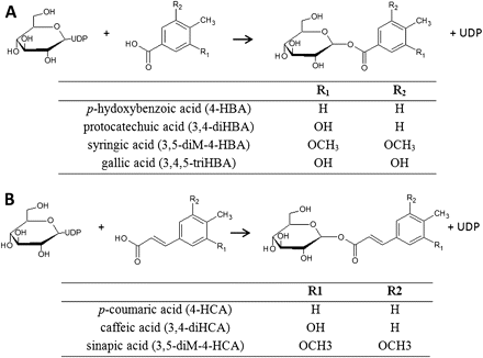Chemical structures of some substrates and products of VvgGTs. VvgGTs converts (A) hydroxybenzoic acids, (B) hydroxycinnamic acids to the corresponding Glc esters, using UDP-activated Glc.