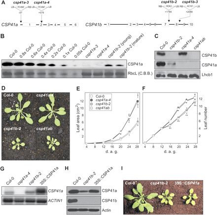 CSP41 insertion and overexpression lines: effects on CSP41 levels and plant growth. (A) The translated exons are numbered and shown as white boxes, with introns as black lines. Sites and orientations of T-DNA insertions are indicated. The csp41b-2 allele corresponds to the line SALK_021748 from the SALK T-DNA collection; csp41b-3 originates from the GABI-KAT collection and corresponds to GABI_452H11. The csp41a-3 and -4 alleles were identified in the T-DNA collection of C. Koncz (Max-Planck-Institute for Plant Breeding Research, Cologne, Germany) by PCR screening of lines originally designated as 91.154 and 61.888, respectively. (B) Western analysis of CSP41a in total protein extracts (40 μg) from young (7th–8th true) leaves of WT (Col-0), csp41a-3, csp41a-4, csp41b-2, and mature (3rd–4th true) leaves of csp41b-2. Decreasing amounts of WT extract were added to lanes marked 0.8× to 0.05× WT. The RbcL band visible after staining with Coomassie brilliant blue (C.B.B.) is shown as loading control. (C) Western analysis was performed on total protein extracts (40 μg) obtained from WT (Col-0) and csp41 mutant plants with CSP41a- and CSP41b-specific antibodies, and an antibody against Lhcb1 was used as a loading control. Note that csp41b-2 and csp41b-3 behaved identically (data not shown). (D) Phenotype of WT (Col-0) and csp41 mutant plants grown in the greenhouse. Here too, csp41b-2 and csp41b-3 behaved identically. (E) Growth kinetics of WT (Col-0) and csp41 mutant plants (n ≥10). Leaf area was measured during the period from 4 d to 28 d after germination (d.a.g.). Bars indicate standard deviations. Leaf area was always significantly (P < 0.01) lower for plants lacking CSP41b. (F) Development of WT (Col-0) and csp41 mutant plants (n ≥10). The number of true leaves was determined during the period from 4 to 28 d.a.g. Bars indicate standard deviations. Significant differences between WT/csp41a-4 and plants lacking CSP41b are indicated by two asterisks (P < 0.01). (G) Overexpression of CSP41a mRNA. Northern analysis of CSP41a mRNA from WT (Col-0), csp41a-4, csp41b-2, and 35S::CSP41a csp41b-2 (35S::CSP41a) plants. A CSP41a-specific probe and an ACTIN1-specific probe (as a control) were used. (H) Effects of CSP41a mRNA overexpression on accumulation of the CSP41a protein. Western analysis of WT (Col-0), csp41b-2, and 35S::CSP41a plants. Antibodies specific for CSP41a, CSP41b, and actin (as control) were used. (I) Phenotypes of WT (Col-0), csp41b-2, and 35S::CSP41a plants grown as in D.
