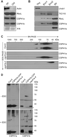 Characterization of complexes containing CSP41 proteins. (A) Total protein (TP) and chloroplast protein (Chl) extracts corresponding to 3 μg of Chl were subjected to SDS–PAGE, followed by immunoblot analysis using antibodies raised against CSP41 proteins. As controls, RbcL for chloroplast and actin for non-chloroplast proteins were used. As control, Ponceau Red stain (P.R.) of the membrane prior to antibody immunodecoration is shown. (B) Chloroplasts from WT plants were subfractionated into thylakoids (Thy), two envelope fractions (Env1 and Env2), and stroma (Str). Aliquots (40 μg) of proteins from each fraction were subjected to SDS–PAGE, followed by immunoblot analysis using antibodies raised against CSP41 proteins. As controls for the purity of the different fractions, antibodies recognizing Lhcb1, TIC110, and RbcL, which are located in thylakoids, envelope, and stroma, respectively, were used. (C) Stromal proteins from chloroplast samples corresponding to 30 μg of Chl were fractionated by BN-PAGE in the first dimension and by SDS–PAGE in the second. CSP41a and CSP41b were each detected using specific antibodies. The approximate molecular masses of the labelled protein complexes were estimated from the mobilities of other complexes with known molecular masses (Peltier et al., 2006). (D) Stromal proteins (70 μg) from WT (Col-0), csp41a-4 mutants, and a csp41b-2 line expressing CSP41b:CFP were cross-linked with EDC and fractionated by SDS–PAGE. Protein detection was carried out with specific antibodies as in A–C. Asterisks indicate unspecific bands detected by the CSP41b antibody.