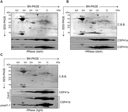 CSP41-containing complexes interact with RNA. (A) Stromal proteins from dark-adapted plants corresponding to 160 μg of Chl were fractionated by BN-PAGE in the first dimension and by SDS–PAGE in the second. CSP41a and CSP41b were each detected using specific antibodies. As control, the Coomassie brilliant blue (C.B.B.) staining of the membrane prior to immunodecoration is shown. (B) Stromal proteins as in A, but treated with RNase. The asterisk indicates RNase A. (C) Stromal proteins from light-adapted WT and psad1-1 plants detected as in A. (A–C) The approximate molecular masses of the labelled protein complexes were estimated from the mobility of other complexes with known molecular masses (Peltier et al., 2006).