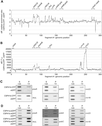 Identification of RNAs associated with CSP41b by RIP-chip analysis. (A) Differential enrichment ratios. The enrichment ratios (F635/F532) obtained from an assay involving CSP41b:CFP stroma were normalized with respect to a control assay using cp-eGFP stroma (both assays were performed in duplicate). The median normalized values for replicate spots from the cp-eGFP data were subtracted from the CSP41b data, log2 transformed, and plotted according to fragment number. Fragments are numbered according to their chromosomal positions. The data used to generate this figure are provided in Supplementary Table S3 at JXB online. Prominent peaks are labelled with gene names. (B) Differential pellet signals. The data from the experiments described in the upper panel were used to subtract normalized mean pellet signals (F635) obtained in cp-eGFP assays from those calculated for CSP41b:CFP assays. The corresponding data can also be found in Supplementary Table S4. (C) Slot-blot hybridization of RNAs that co-immunoprecipitate with CSP41b:CFP. One-tenth of the RNA recovered from each supernatant (sn) or half of the RNA recovered from each immunoprecipitation pellet (p) was applied to slot blots and hybridized with probes specific for rrn23, rrn16, psbA, rbcL, psaA, or psbC. (D) Slot-blot hybridization of RNAs that co-immunoprecipitate with CSP41a:eGFP and CSP41b:eGFP. One-tenth of the RNA recovered from each supernatant (sn) or half of the RNA recovered from each immunoprecipitation pellet (p) was applied to slot blots and hybridized with probes specific for rrn23, rrn16, psbA, rbcL, psaA, or psbC.