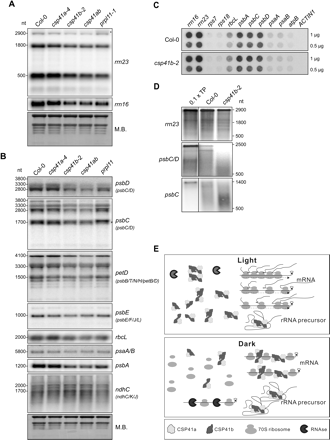 Lack of CSP41b affects the accumulation of chloroplast rRNAs and specific mRNAs. (A) Samples (20 μg) of total RNA from light-adapted WT (Col-0), csp41, and prpl11-1 mutant plants grown in the greenhouse (14 h/10 h light/dark regime at ∼180 μmol photons m−2 s−1) were size-fractionated by agarose gel electrophoresis, transferred to nitrocellulose filters, and probed with cDNA fragments specific for the 5′ end of rrn23 and rrn16. Methylene blue (M.B.) staining of total leaf RNA served as loading control. The asterisk marks unprocessed rrn23. Quantification relative to WT can be found in Table 3. (B) Northern analyses of samples as in A with cDNA fragments specific for the coding regions of psbC, psbD, petD, psbE, rbcL, psaA/B, psbA, and ndhC. M.B. staining of total leaf RNA served as a loading control. (C) Run-on transcription in mature leaf chloroplasts isolated from WT and csp41b-2 plants. Duplicate nylon membranes were spotted with 1 μg or 0.5 μg of PCR products corresponding to the genes indicated at the top. Isolated chloroplasts were incubated in the presence of radiolabelled UTP. RNA from chloroplasts that had been pulse-labelled for 10 min was used to probe the membranes shown. The nuclear ACTIN1 gene was included as negative control. Quantification relative to rps18 can be found in Table 4. (D) Radiolabelled transcription products (TPs) from rrn23, psbC/D, and psbC were incubated with broken chloroplasts from WT and csp41b-2 mutants followed by re-isolation of RNA, separation on a denaturing 1.5% agarose gel, and transfer to nylon membranes. One representative of three independent experiments is shown. Note that in lane TP only one-tenth of the experimentally employed amount of transcription product was loaded. (A–D) Signals were analysed by autoradiography. (E) Working model for action of CSP41 protein complexes: in the light, newly synthesized rRNA precursors are rapidly incorporated into functional ribosomes, which in turn stabilize mRNAs during the translational process (arrows on ribosomes indicate translationally active ribosomes); CSP41 protein complexes do not bind to RNA. In the dark, CSP41 protein complexes associate with RNAs and protect them from nucleolytic cleavage. Untranslated RNA not stabilized by CSP41 protein complexes (i.e. in the csp41b and csp41ab double mutant) are degraded by RNases.