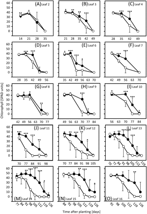 Chlorophyll levels in leaves of short-day-grown plants. Chlorophylls were compared in leaves 2 (A, oldest measured leaf) to 16 (O) of ‘Karl’ (filled circles) and ‘10_11’ (open circles) as outlined in the Materials and methods. Means and standard deviations (on one side only for clarity) are shown. Student's t tests were performed to determine significant differences between ‘Karl’ and ‘10_11’. *P <0.05; **P <0.01; ***P <0.001.