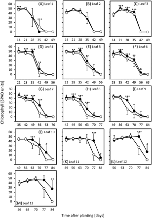 Chlorophyll levels in leaves of long-day-grown plants. Chlorophylls were compared in leaves 1 (A, oldest leaf) to 13 (M) of ‘Karl’ (filled circles) and ‘10_11’ (open circles) as outlined in the Materials and methods. Means and standard deviations (on one side only for clarity) are shown. Student's t tests were performed to determine significant differences between ‘Karl’ and ‘10_11’. *P <0.05; **P <0.01; ***P <0.001. Data are from Lacerenza et al. (2010) modified.