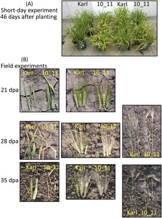 Visual developmental differences between ‘Karl’ and ‘10_11’. (A) Short-day-grown plants are compared at 46 d after planting. (B) Field-grown plants are compared at 21 d post-anthesis (dpa; flag leaves and ears), 28 and 35 dpa (flag leaves, ears, and entire shoots).