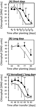 Chlorophyll levels in flag leaves of short-day (A,; 10 h), long-day (B; 16 h), and vernalized/long-day grown plants (C) of ‘Karl’ (filled circles) and ‘10_11’ (open circles). Means and standard deviations (on one side only for clarity) are shown. Student's t tests were performed to determine significant differences between ‘Karl’ and ‘10_11’. *P <0.05; **P <0.01; ***P <0.001. Data in (B) are from Lacerenza et al. (2010) modified.