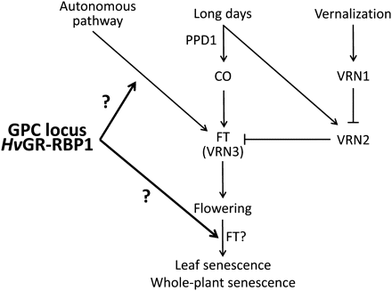 Interaction of anthesis timing and senescence control pathways. The barley GPC locus, possibly through its control of HvGR-RBP1 expression, influences two different plant developmental stages. In this model, vernalization bypasses GPC locus influence on flowering time control, but does not influence GPC locus control over post-anthesis development. FT gene(s) may also be involved in this last developmental stage, in addition to their well-established role in flowering time control. The influence of additional factors (promotion of flowering by warmth once vernalization is achieved; gibberellins, plant age (Fornara et al., 2010) is not shown.