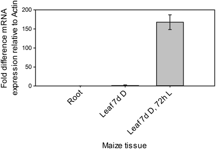 PEPC transcripts accumulate in maize leaves in response to illumination. The 2−ΔΔCT method was used to quantify the relative abundance of transcripts (Livak and Schmittgen, 2001). ZmMaz95 (Lin et al., 2008) was used as a reference. Results are expressed as mean CT values calculated from a minimum of three biological and three technical replicates. Error bars represent one standard error of the mean calculated from 2−ΔΔCT values of each combination of biological replicates.
