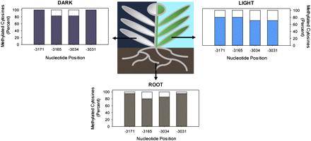 Four cytosine residues in the PEPC promoter are de-methylated in maize leaves in response to illumination. The methylation status of PEPC promoter region –3178 to –2906 kb upstream of the transcription start site in maize roots, dark-grown leaves, and leaves transferred to light for 72 h. The extent of DNA methylation was determined by bisulphite sequencing; cytosine residues in amplified products indicated methylated bases, whereas thymines in the place of cytosines were classified as unmethylated. Percentages refer to the percentage of clones with cytosine residues at the nucleotide position indicated. At least 20 independent clones were sequenced per treatment and all sequences varied at a minimum of one C/T base.