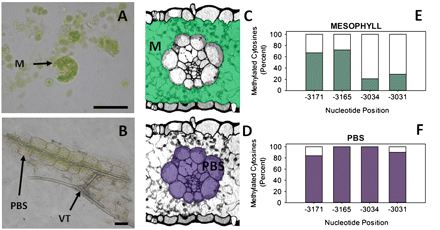Light induced de-methylation of the PEPC promoter occurs only in M cells. Representative pictures of two cell extracts from maize leaf tissue used for DNA extraction and subsequent bisulphite sequencing (A, B). The position of these extracts within the leaf is shown on transverse sections of maize leaf tissue in (C) and (D). The methylation status of PEPC promoter region –3178 to –2908 kb upstream of the transcription start site in M and PBS cells of light-grown maize leaves determined by bisulphite sequencing is shown in (E) and (F). The occurrence of cytosine residues in amplified products indicated methylated bases, whereas thymines in the place of cytosines were classified as unmethylated. Percentages refer to the percentage of clones with cytosine residues at the nucleotide position indicated. At least 20 independent clones were sequenced per treatment and all sequences varied at a minimum of one C/T base. Shaded areas indicate tissue types in each extract used for DNA extraction. Abbreviations are as follows: M, mesophyll; PBS, parenchyma bundle sheath; VT, vascular tissue. Scale bars=25 μm.