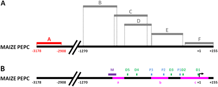 Cytosine methylation in the ∼1 kb upstream region of the TSS does not correlate with PEPC expression. The methylation status of PEPC promoter region +155 to –1270 in roots, dark-grown leaves, and M and PBS cells of maize leaves transferred to light for 72 h is shown in panel (A). Grey bars indicate amplicons where no methylation was detected. Red bars indicate differentially-methylated regions. Dashed lines show the position of amplified sequences on the maize PEPC promoter. Regions amplified from bisulphite treated DNA are as follows: (A) –3178/–2908; (B) –1270/–888; (C) –902/–551; (D) –817/–518; (E) –521/–176; (F) –158/+155. The sites of protein complex binding relative to the maize PEPC promoter sequence are indicated in panel (B). Abbreviations are as follows: M, MNF1; D, DOF; P, PEP-I. The positions of CpG islands in the PEPC promoter predicted by Methprimer™ software are depicted as pink bars in panel (B) (a, –946 to –817; b, –782/–595; c, –200/+105). The program settings were as follows: 100 bp segments, observed/expected CpG dinucleotides >0.6 and 50% GC content.