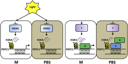 Epigenetic interactions influencing PEPC transcription in maize leaves. Abbreviations: A, acetylation; CH4+, methylation; HDAC, histone deacetylase; M, mesophyll; PBS, parenchymatous bundle sheath; H3K4, histone 3 lysine 4; X, putative positive regulatory protein; Y, Putative negative regulatory protein.